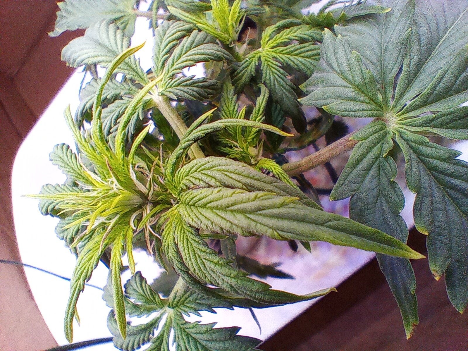 Full plant photo