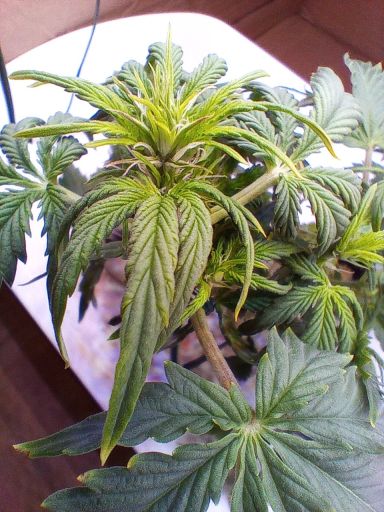 Plant photo