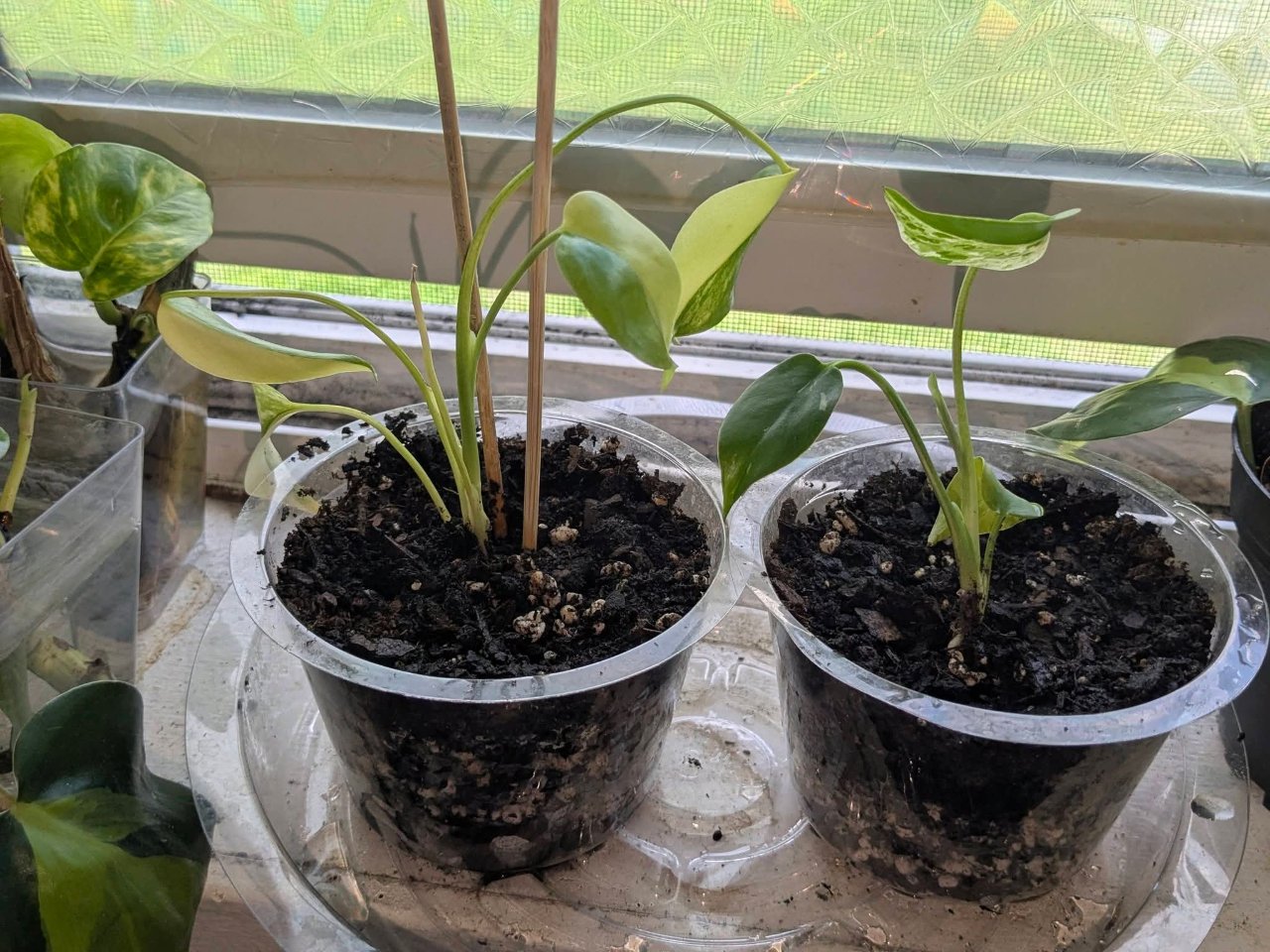 Full plant photo