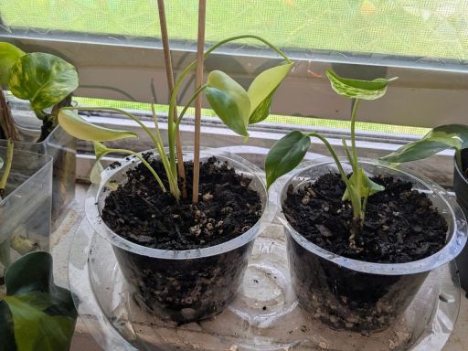 Plant photo