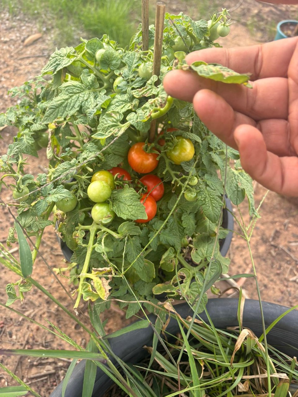 Full plant photo