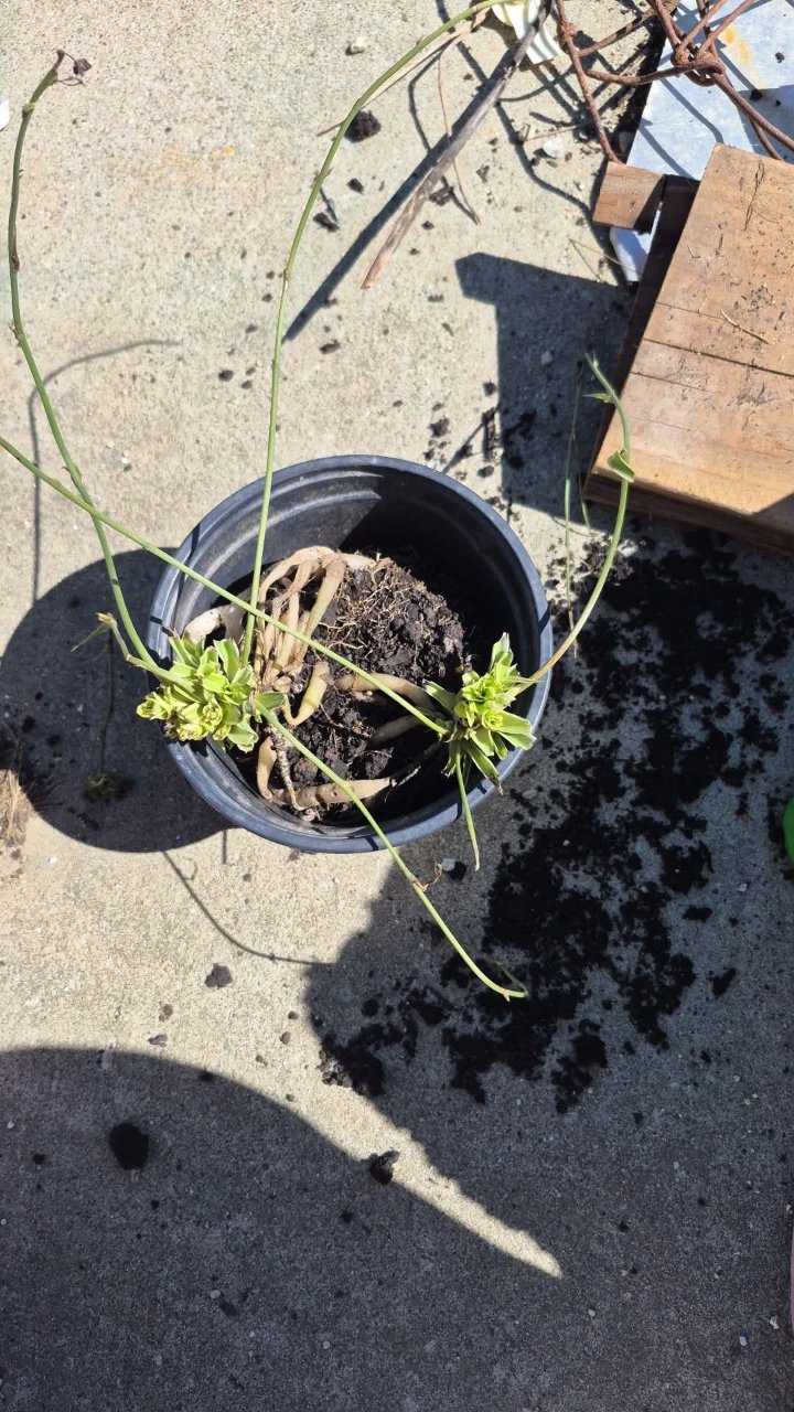 Full plant photo