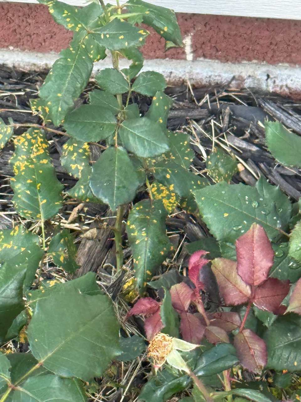 Full plant photo