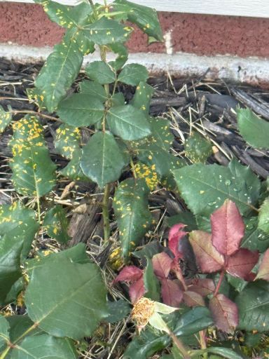 Plant photo