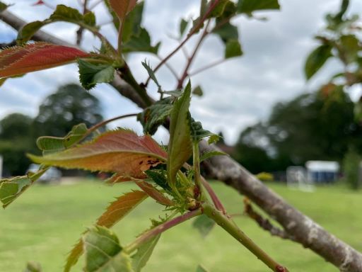 Plant photo
