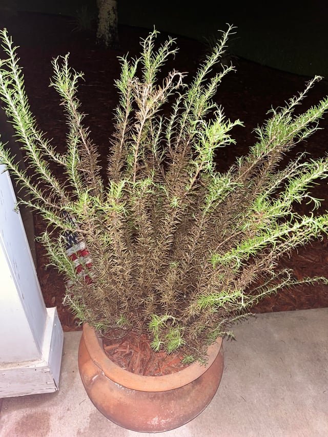 Full plant photo