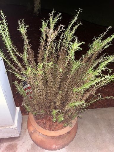 Plant photo