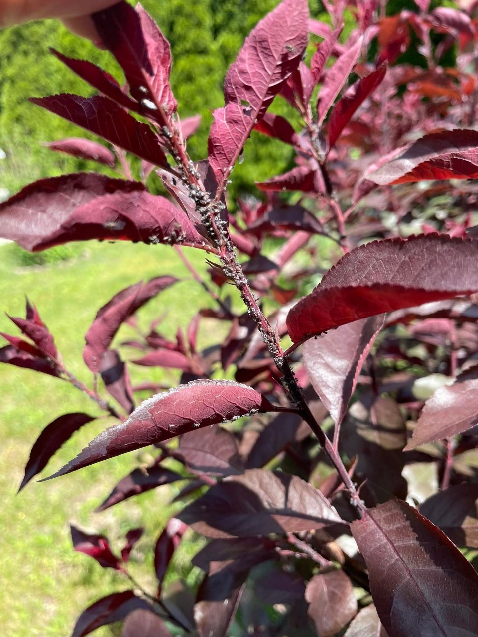 Full plant photo