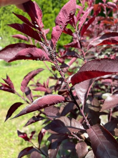 Plant photo