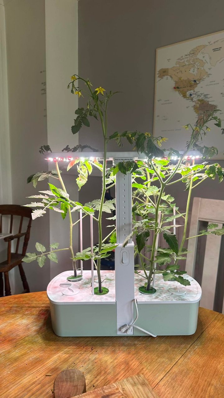 Full plant photo