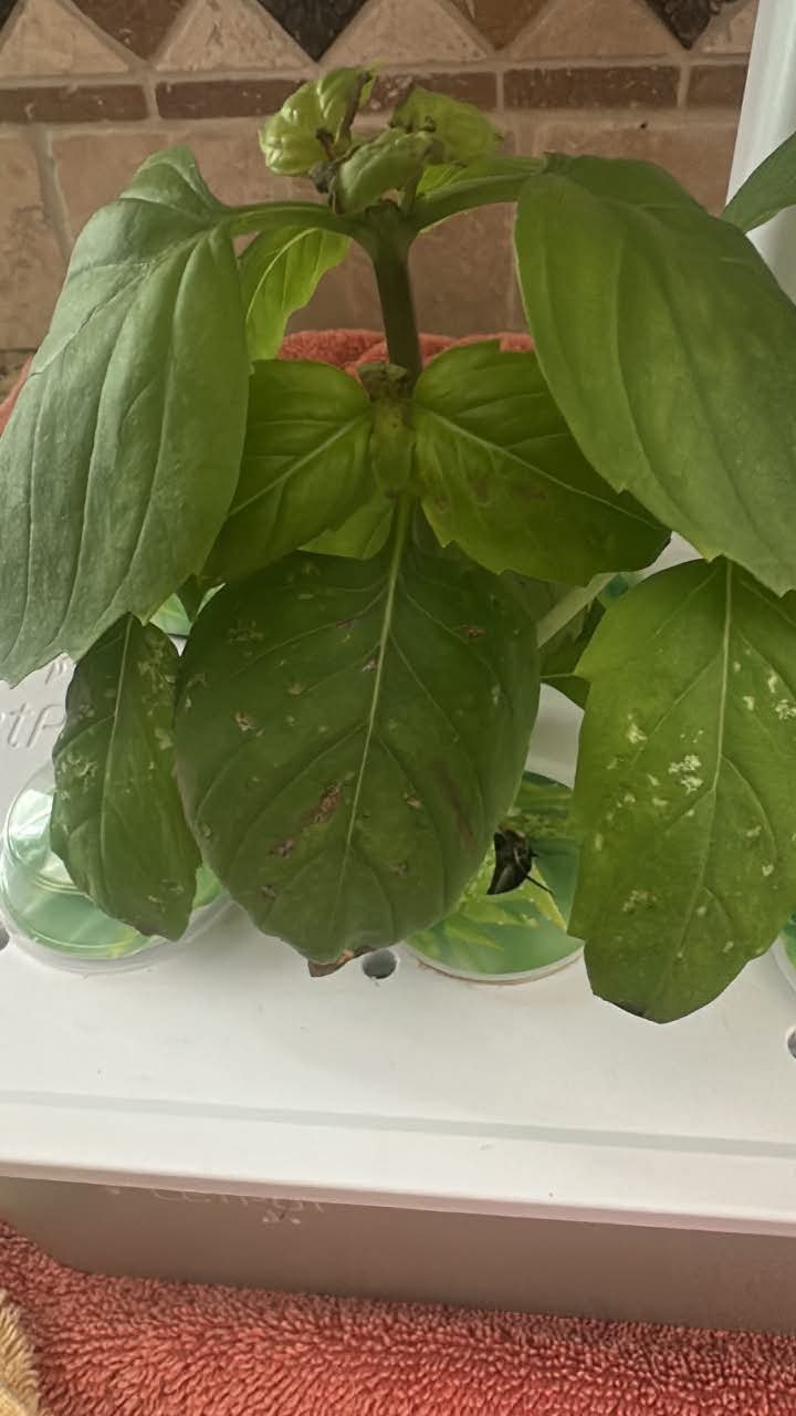 Full plant photo