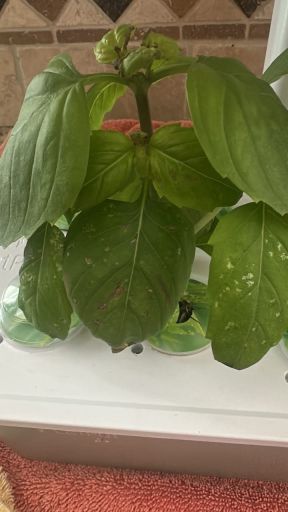 Plant photo