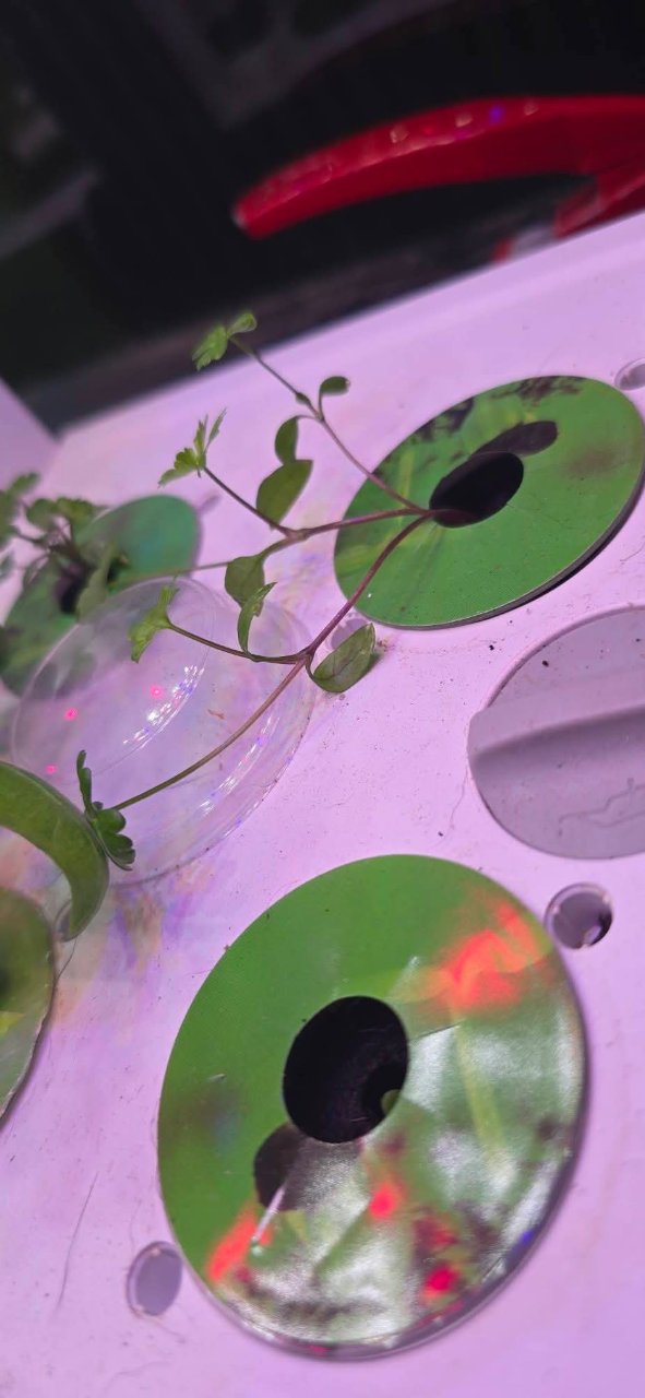 Full plant photo