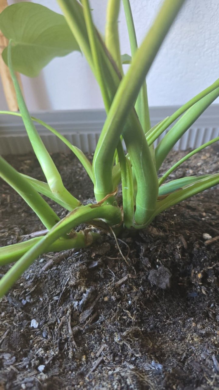 Full plant photo