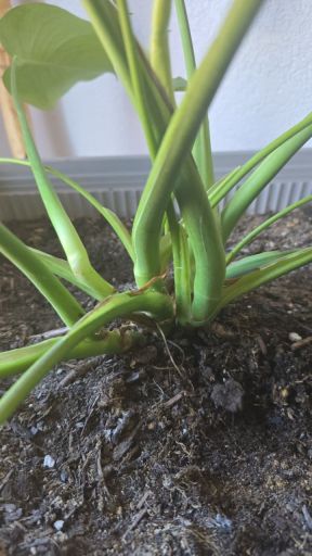 Plant photo