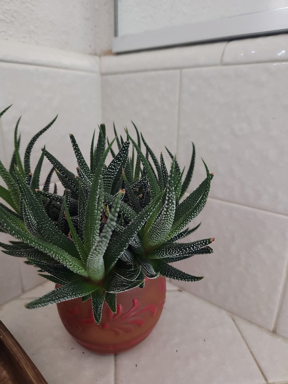 Full plant photo