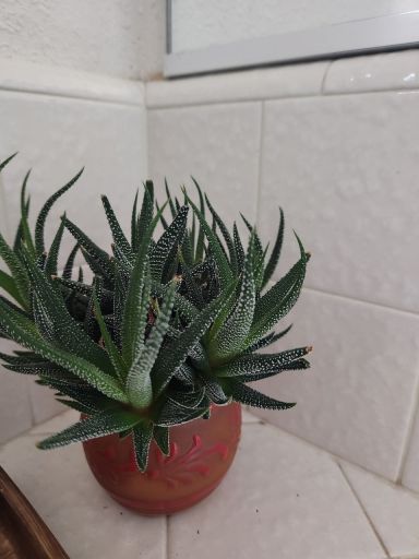 Plant photo