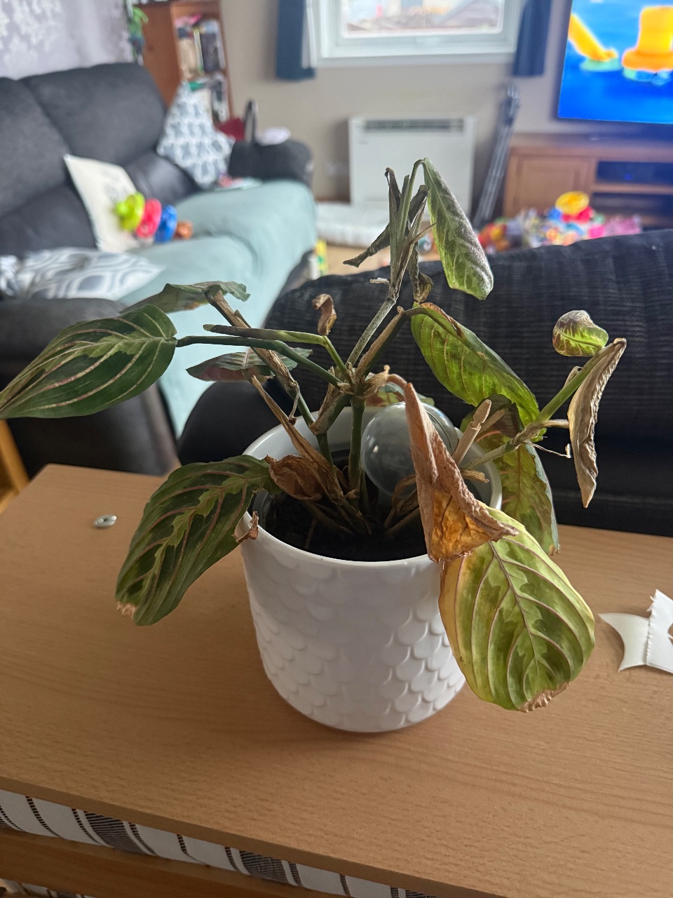 Full plant photo