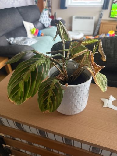 Plant photo