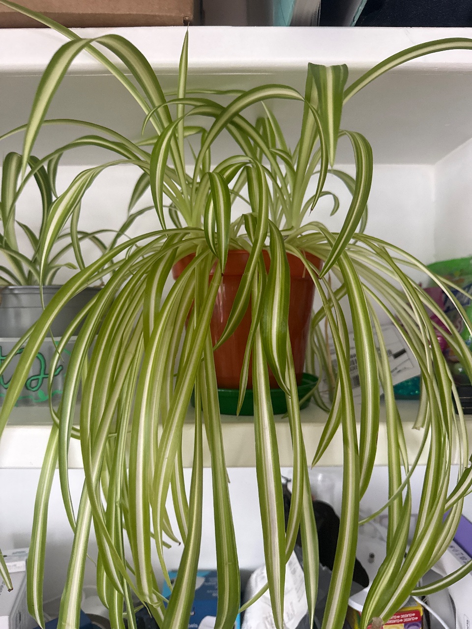 Full plant photo