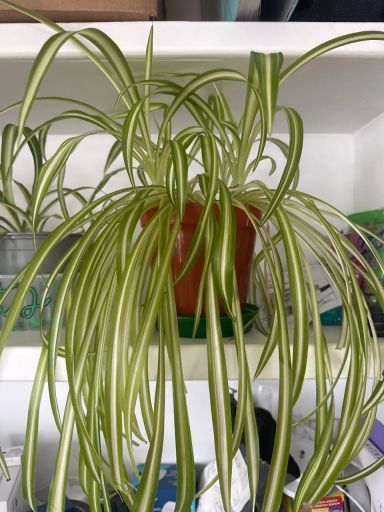 Plant photo