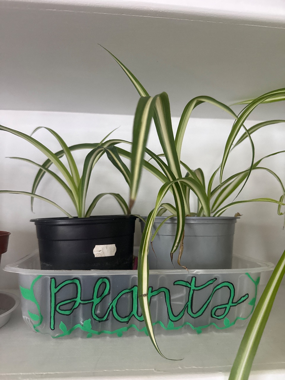 Full plant photo