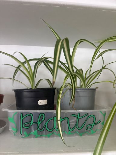 Plant photo