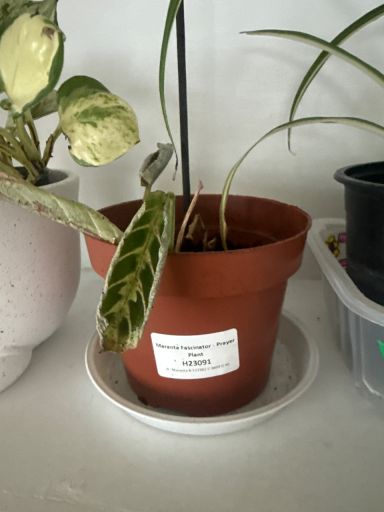 Plant photo