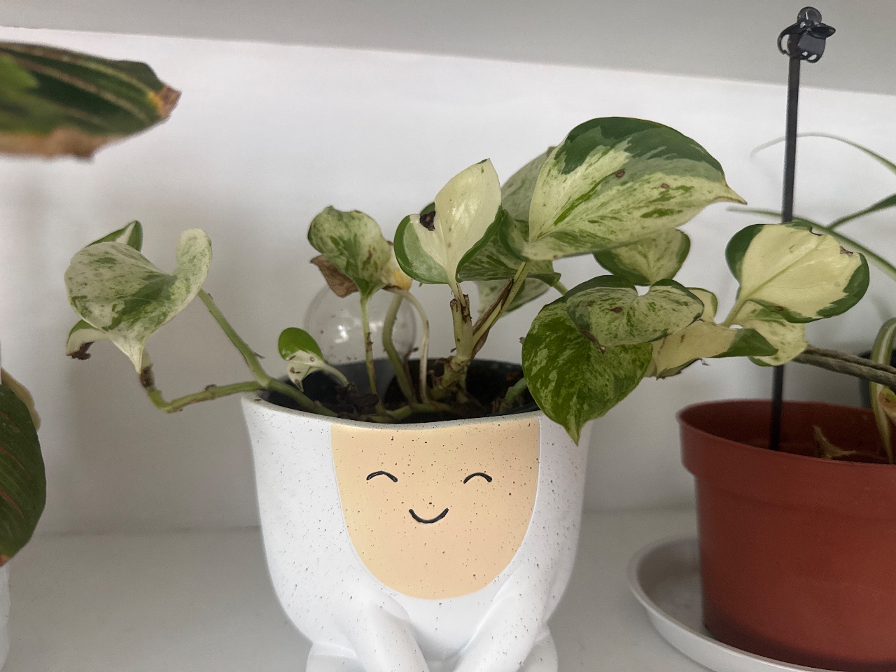 Full plant photo