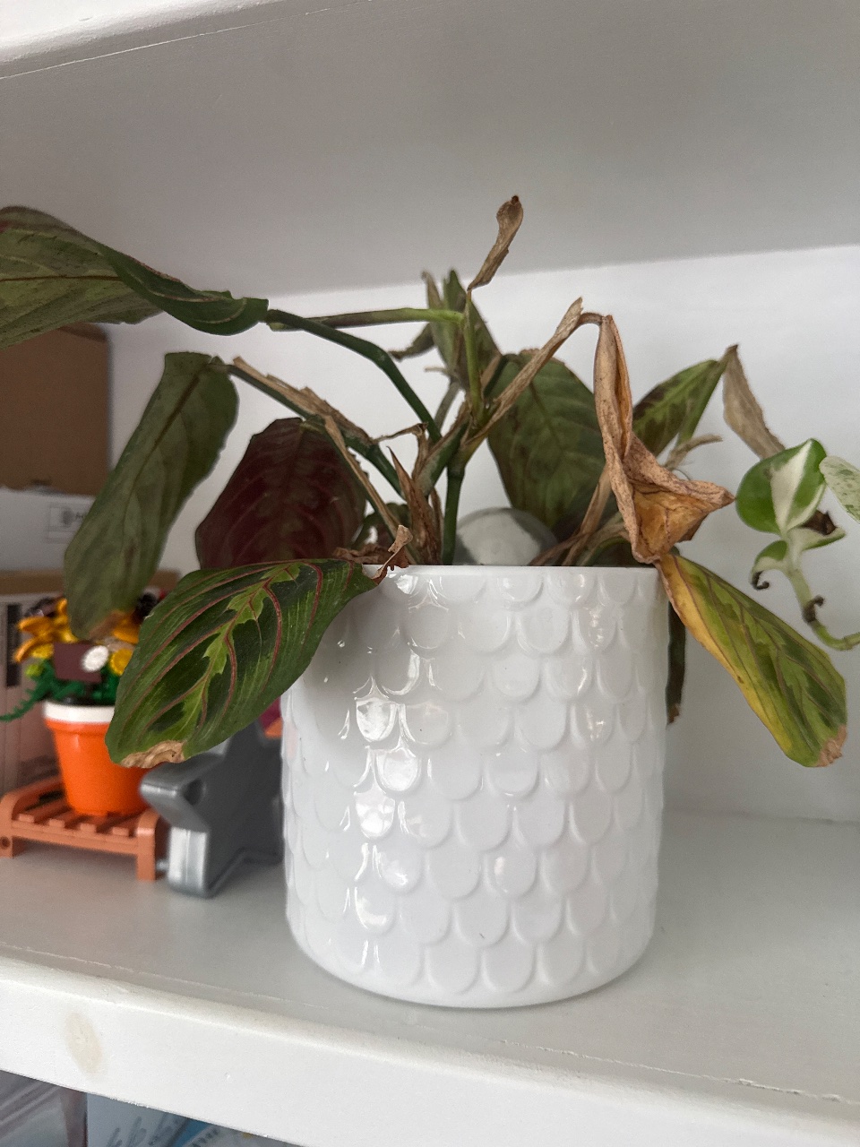 Full plant photo