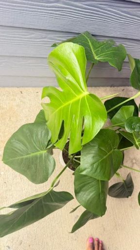 Plant photo