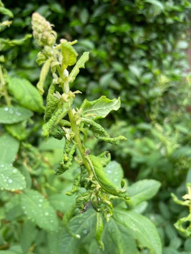 Plant photo
