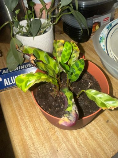 Plant photo