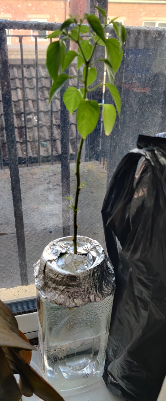 Full plant photo