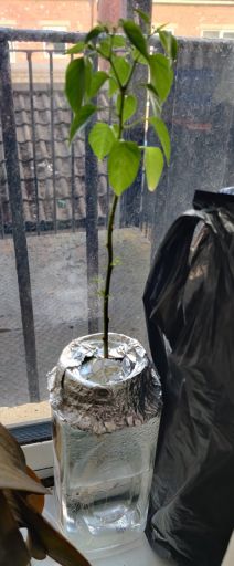 Plant check-in from Jun 17, 2026