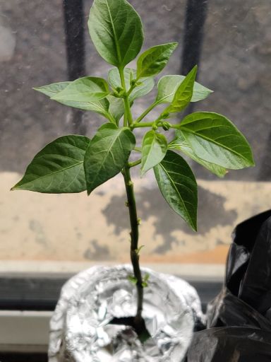 Plant photo