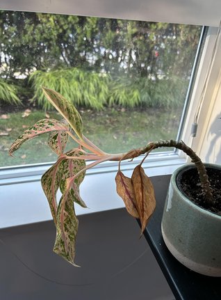 Full plant photo