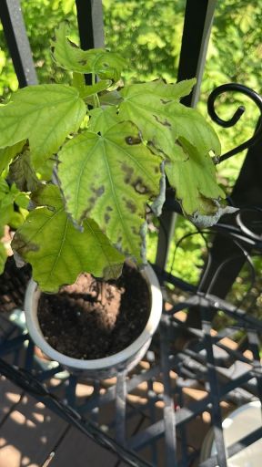 Maple leaves with dark spots after heavy rain and repotting