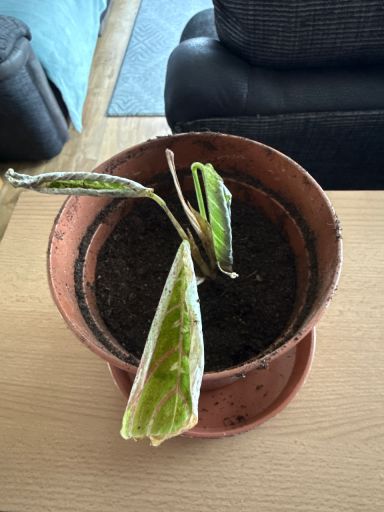 Plant photo