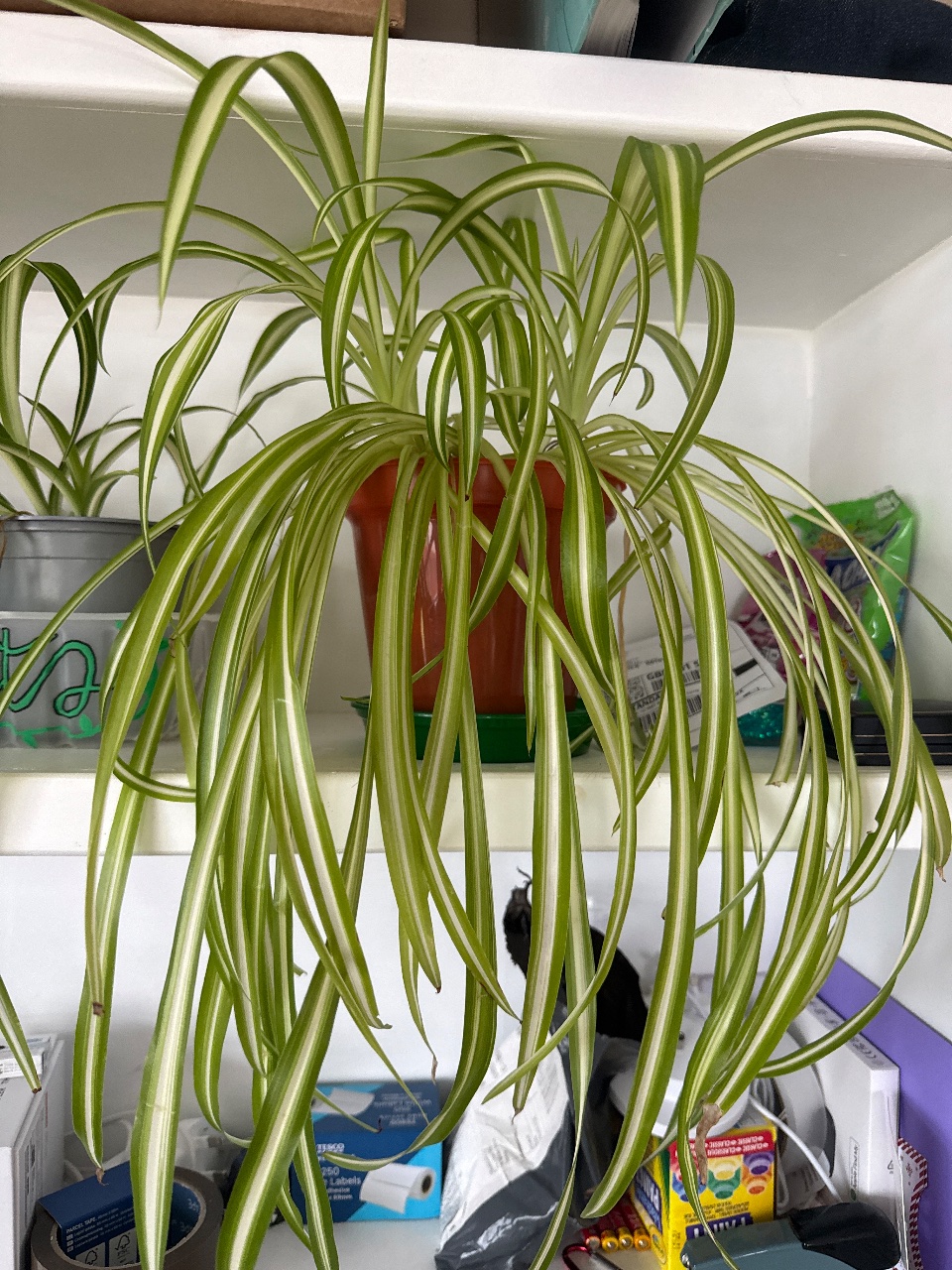 Full plant photo
