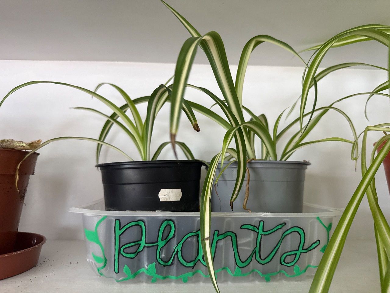 Full plant photo