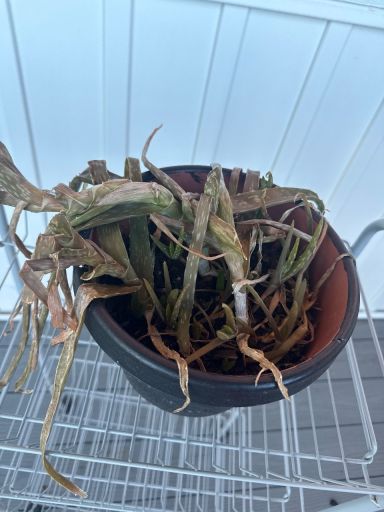 Plant photo