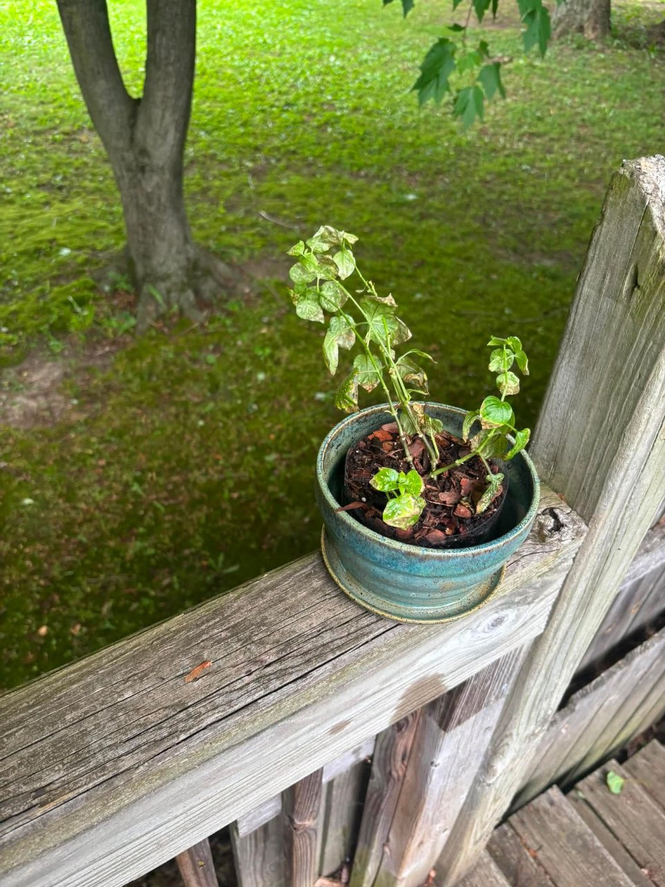 Full plant photo