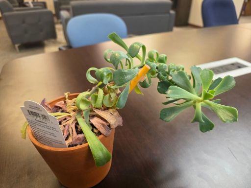 Plant photo
