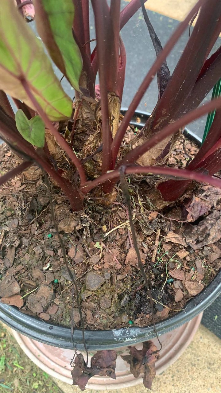 Full plant photo