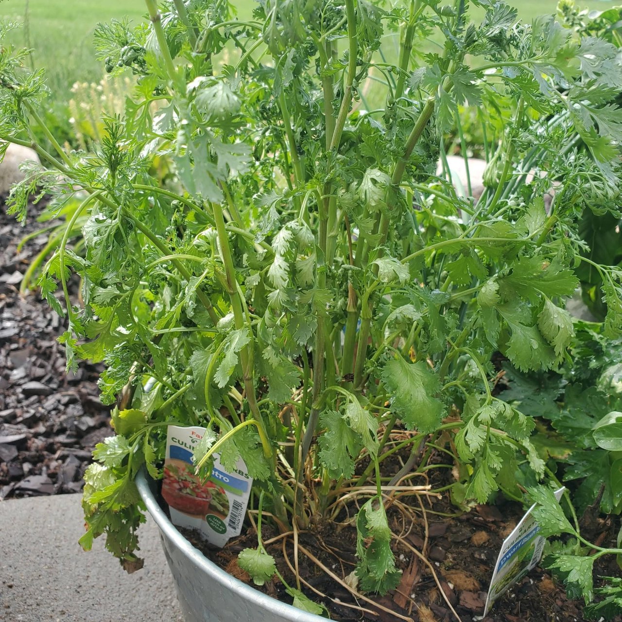 Full plant photo