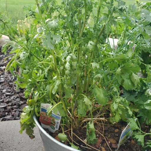 Plant photo