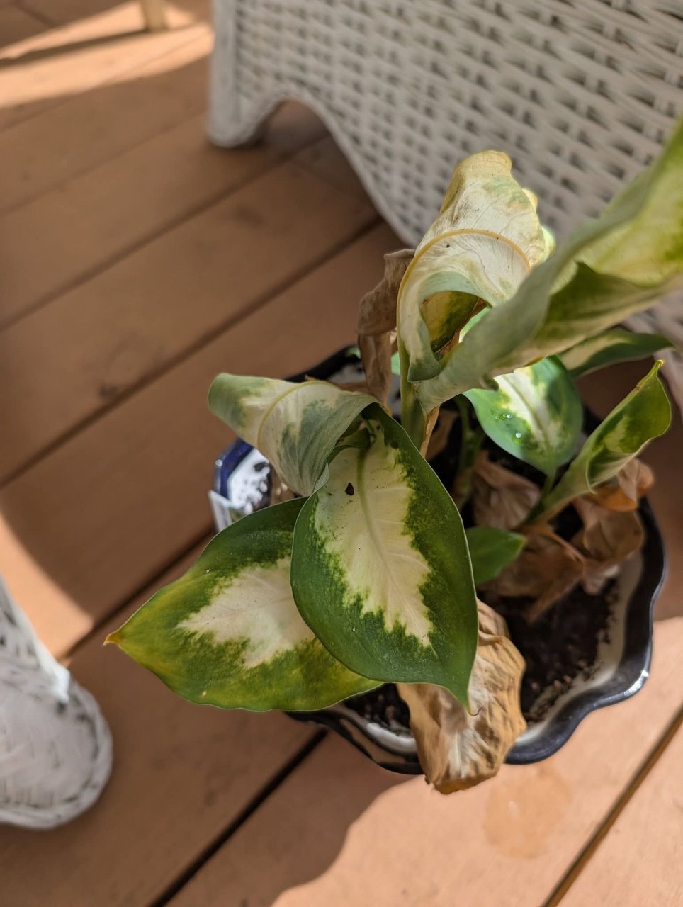 Full plant photo