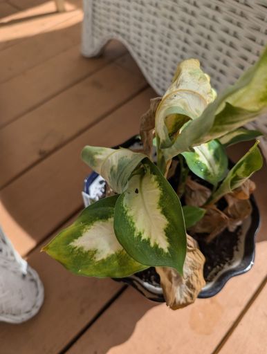 Plant photo