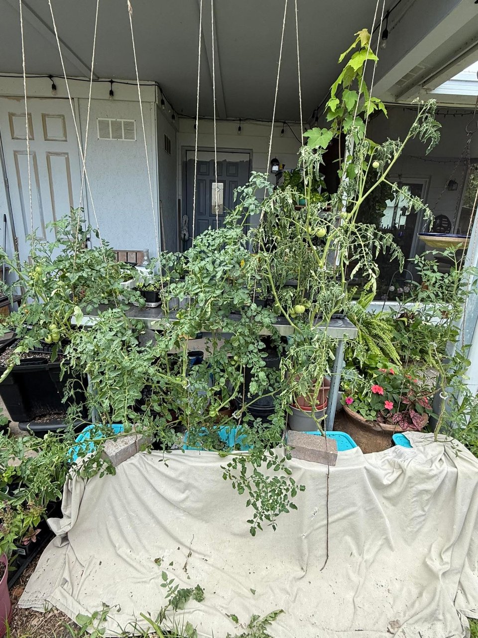 Full plant photo